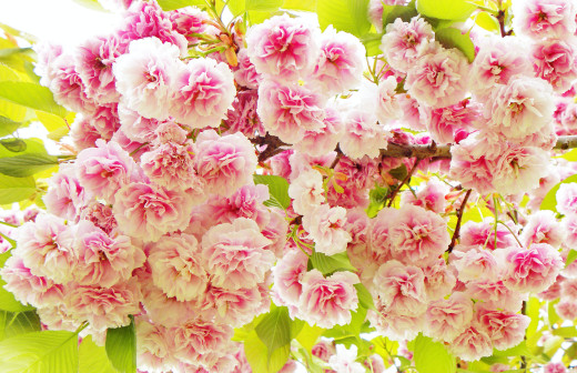 1032144 (a): :4000x2581